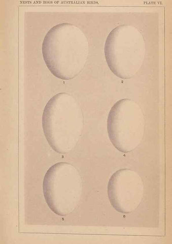 Reproducción/Reproduction 48935060288: Descriptive catalogue of the nests & eggs of birds found breeding in Australia and Tasmania /. Sydney :F.W. White, general printer,1889.. 