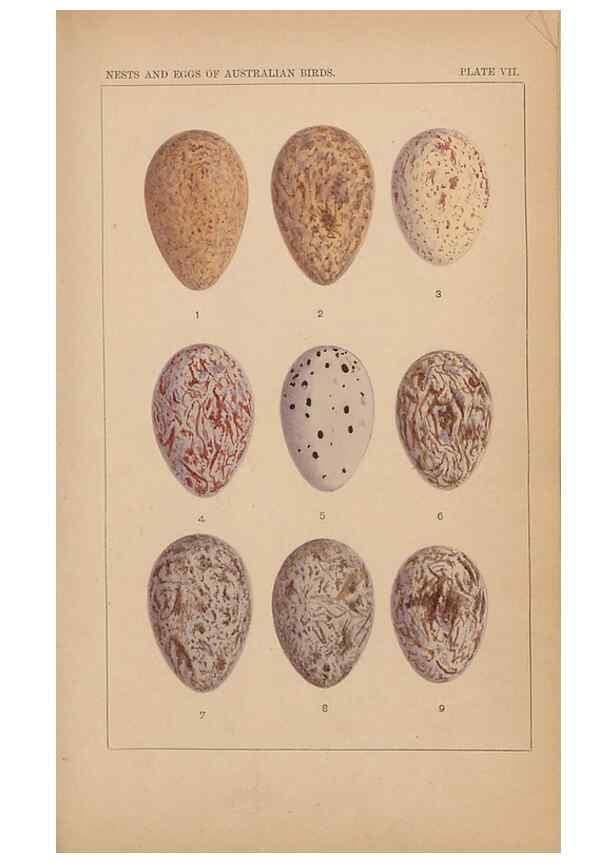 Reproducción/Reproduction 48935794847: Descriptive catalogue of the nests & eggs of birds found breeding in Australia and Tasmania /. Sydney :F.W. White, general printer,1889.. 