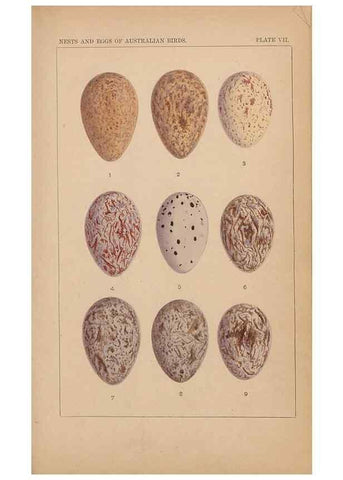 Reproducción/Reproduction 48935794847: Descriptive catalogue of the nests & eggs of birds found breeding in Australia and Tasmania /. Sydney :F.W. White, general printer,1889.. 