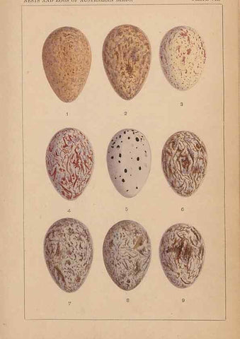 Reproducción/Reproduction 48935794847: Descriptive catalogue of the nests & eggs of birds found breeding in Australia and Tasmania /. Sydney :F.W. White, general printer,1889.. 
