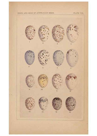 Reproducción/Reproduction 48935795172: Descriptive catalogue of the nests & eggs of birds found breeding in Australia and Tasmania /. Sydney :F.W. White, general printer,1889.. 