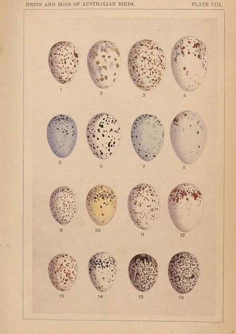 Reproducción/Reproduction 48935795172: Descriptive catalogue of the nests & eggs of birds found breeding in Australia and Tasmania /. Sydney :F.W. White, general printer,1889.. 