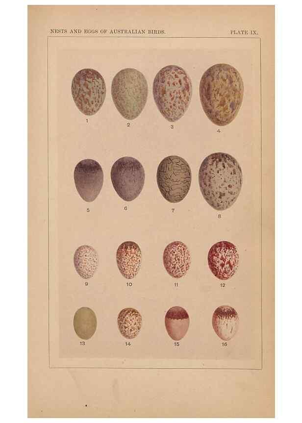 Reproducción/Reproduction 48935061363: Descriptive catalogue of the nests & eggs of birds found breeding in Australia and Tasmania /. Sydney :F.W. White, general printer,1889.. 