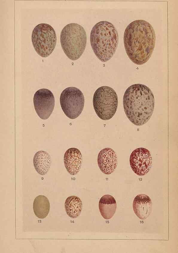 Reproducción/Reproduction 48935061363: Descriptive catalogue of the nests & eggs of birds found breeding in Australia and Tasmania /. Sydney :F.W. White, general printer,1889.. 