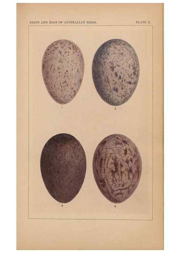 Reproducción/Reproduction 48935608451: Descriptive catalogue of the nests & eggs of birds found breeding in Australia and Tasmania /. Sydney :F.W. White, general printer,1889.. 