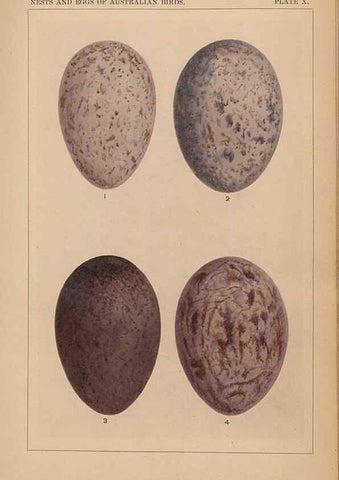 Reproducción/Reproduction 48935608451: Descriptive catalogue of the nests & eggs of birds found breeding in Australia and Tasmania /. Sydney :F.W. White, general printer,1889.. 
