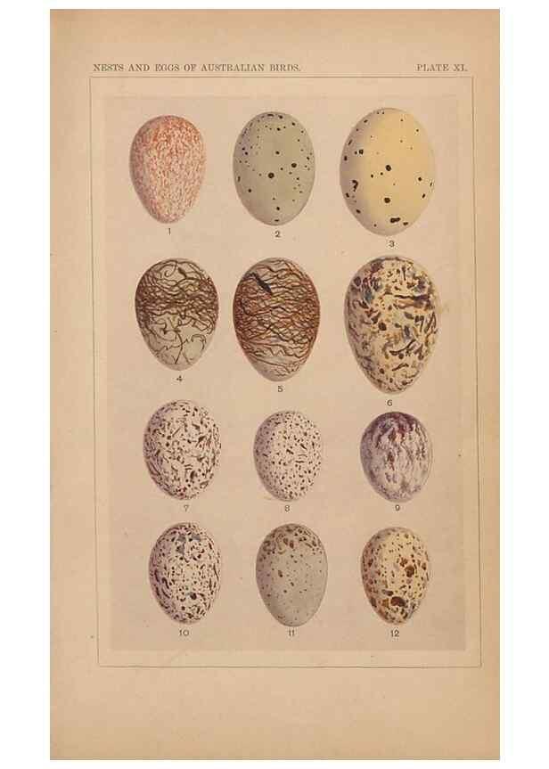 Reproducción/Reproduction 48935062058: Descriptive catalogue of the nests & eggs of birds found breeding in Australia and Tasmania /. Sydney :F.W. White, general printer,1889.. 