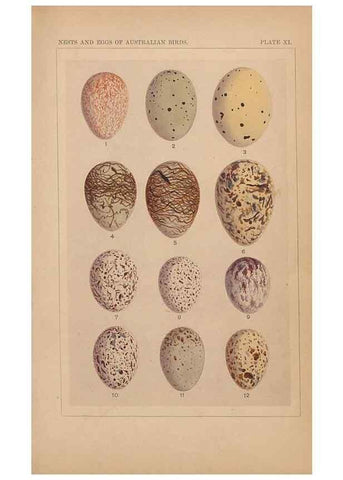Reproducción/Reproduction 48935062058: Descriptive catalogue of the nests & eggs of birds found breeding in Australia and Tasmania /. Sydney :F.W. White, general printer,1889.. 