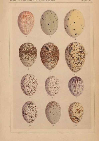 Reproducción/Reproduction 48935062058: Descriptive catalogue of the nests & eggs of birds found breeding in Australia and Tasmania /. Sydney :F.W. White, general printer,1889.. 
