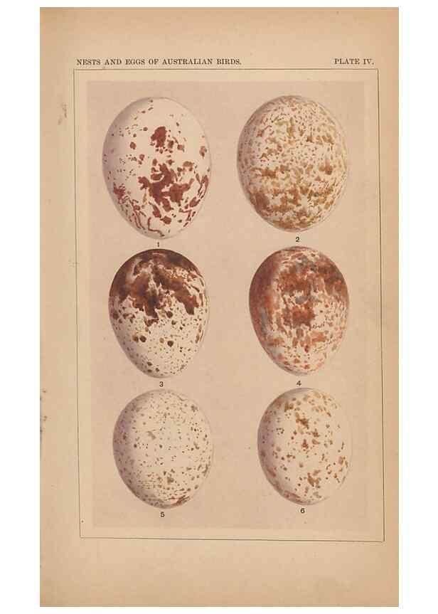 Reproducción/Reproduction 48935059578: Descriptive catalogue of the nests & eggs of birds found breeding in Australia and Tasmania /. Sydney :F.W. White, general printer,1889.. 