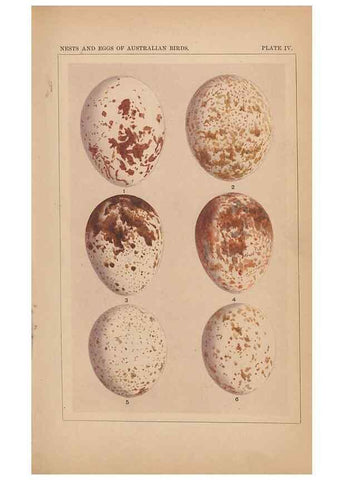 Reproducción/Reproduction 48935059578: Descriptive catalogue of the nests & eggs of birds found breeding in Australia and Tasmania /. Sydney :F.W. White, general printer,1889.. 