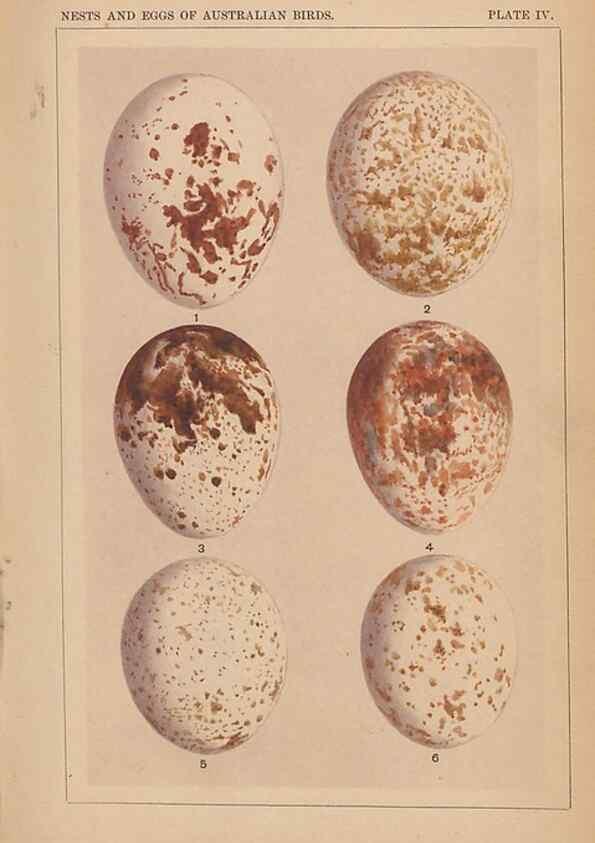 Reproducción/Reproduction 48935059578: Descriptive catalogue of the nests & eggs of birds found breeding in Australia and Tasmania /. Sydney :F.W. White, general printer,1889.. 