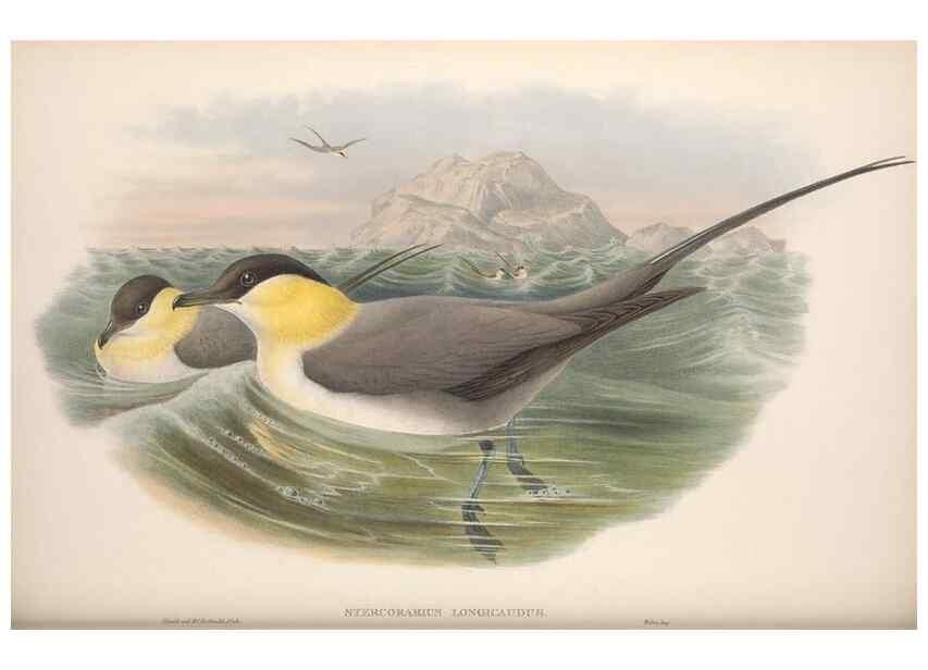 Reproducción/Reproduction 48915109491: The birds of Great Britain. London :Printed by Taylor and Francis, published by the author,1873.. 