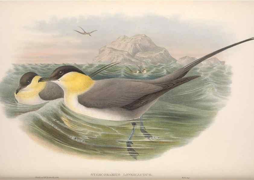 Reproducción/Reproduction 48915109491: The birds of Great Britain. London :Printed by Taylor and Francis, published by the author,1873.. 