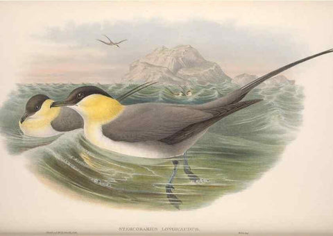 Reproducción/Reproduction 48915109491: The birds of Great Britain. London :Printed by Taylor and Francis, published by the author,1873.. 