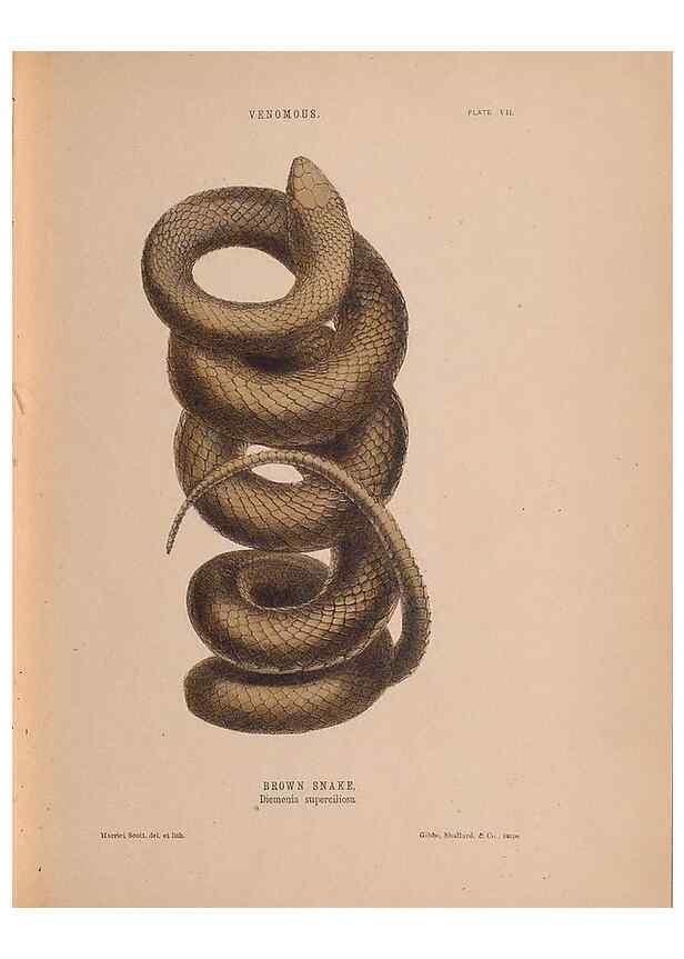 Reproducción/Reproduction 48935846272: The snakes of Australia : an illustrated and descriptive catalogue of all known species. Sydney :Govt Printer,1869.. 