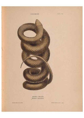 Reproducción/Reproduction 48935846272: The snakes of Australia : an illustrated and descriptive catalogue of all known species. Sydney :Govt Printer,1869.. 
