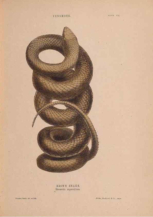 Reproducción/Reproduction 48935846272: The snakes of Australia : an illustrated and descriptive catalogue of all known species. Sydney :Govt Printer,1869.. 