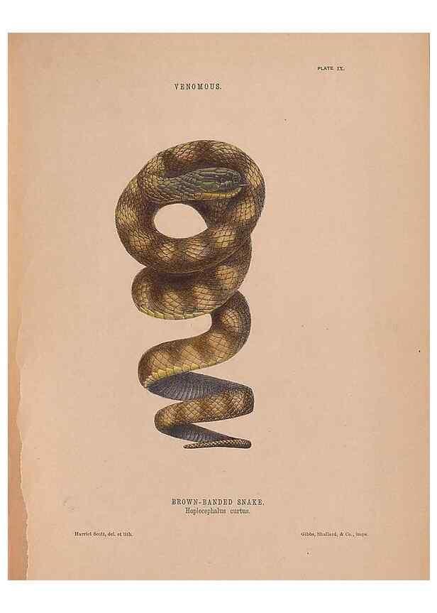 Reproducción/Reproduction 48935847062: The snakes of Australia : an illustrated and descriptive catalogue of all known species. Sydney :Govt Printer,1869.. 