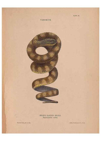 Reproducción/Reproduction 48935847062: The snakes of Australia : an illustrated and descriptive catalogue of all known species. Sydney :Govt Printer,1869.. 