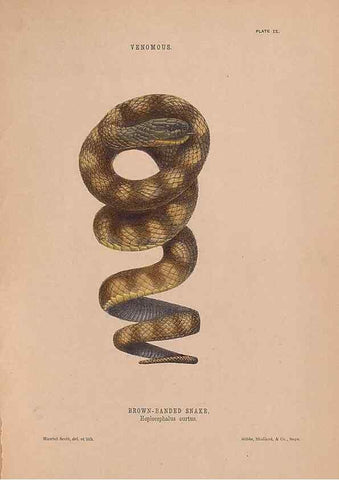 Reproducción/Reproduction 48935847062: The snakes of Australia : an illustrated and descriptive catalogue of all known species. Sydney :Govt Printer,1869.. 