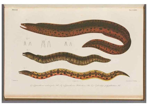 Reproducción/Reproduction 48942459217: Atlas ichthyologique des Indes orientales néêrlandaises :. Amsterdam :Frédéric Muller, editeur,1862-1878. 