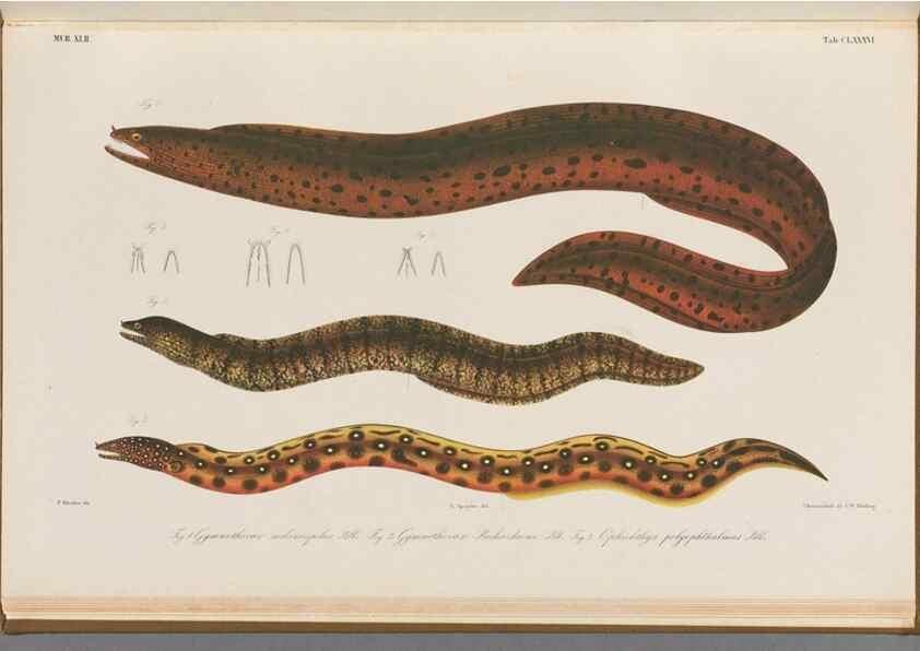 Reproducción/Reproduction 48942459217: Atlas ichthyologique des Indes orientales néêrlandaises :. Amsterdam :Frédéric Muller, editeur,1862-1878. 