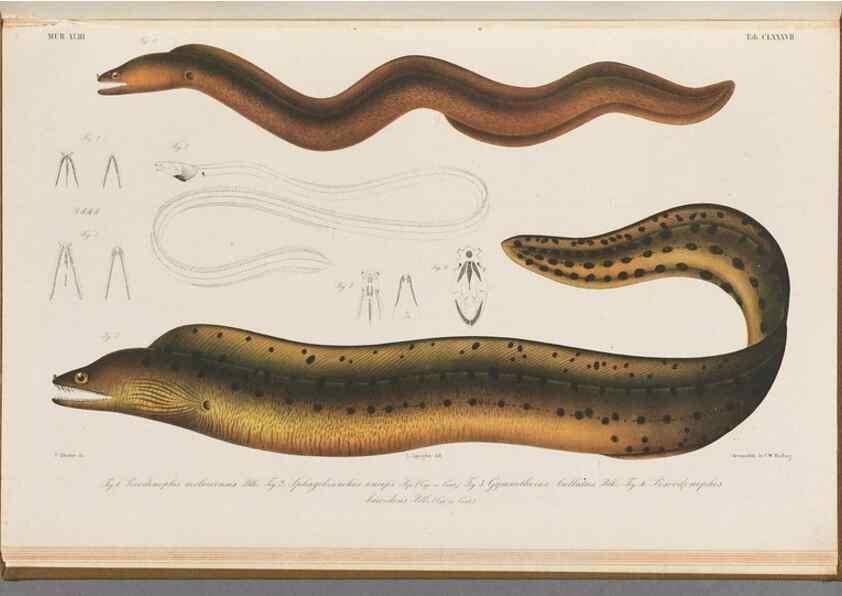 Reproducción/Reproduction 48941721008: Atlas ichthyologique des Indes orientales néêrlandaises :. Amsterdam :Frédéric Muller, editeur,1862-1878. 