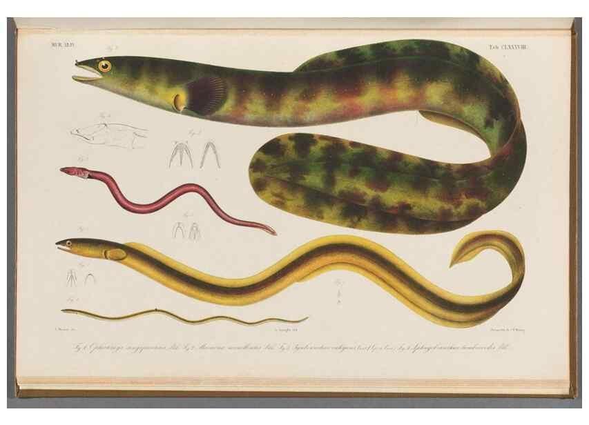 Reproducción/Reproduction 48941721353: Atlas ichthyologique des Indes orientales néêrlandaises :. Amsterdam :Frédéric Muller, editeur,1862-1878. 