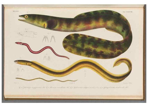 Reproducción/Reproduction 48941721353: Atlas ichthyologique des Indes orientales néêrlandaises :. Amsterdam :Frédéric Muller, editeur,1862-1878. 