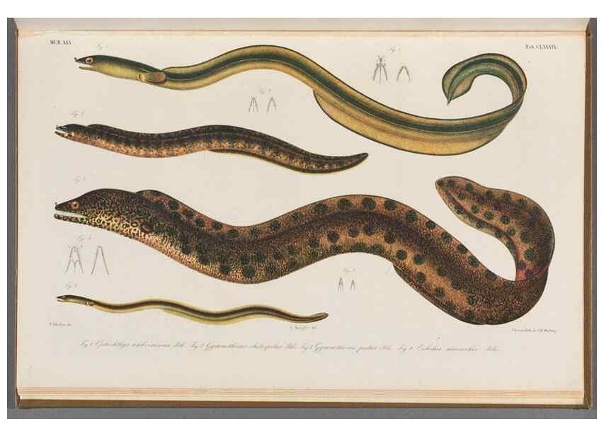 Reproducción/Reproduction 48941721738: Atlas ichthyologique des Indes orientales néêrlandaises :. Amsterdam :Frédéric Muller, editeur,1862-1878. 