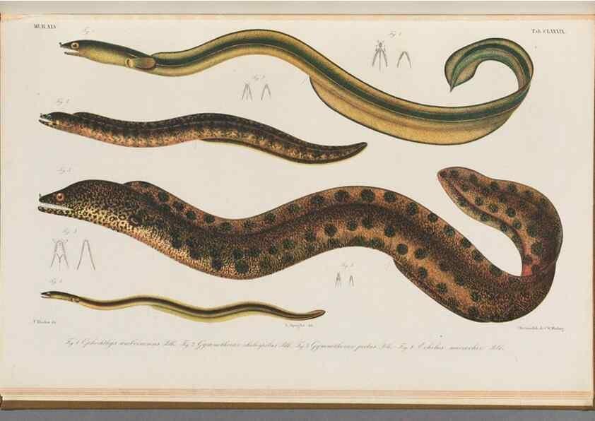 Reproducción/Reproduction 48941721738: Atlas ichthyologique des Indes orientales néêrlandaises :. Amsterdam :Frédéric Muller, editeur,1862-1878. 