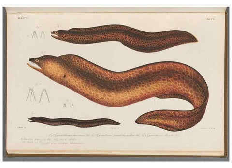 Reproducción/Reproduction 48942460692: Atlas ichthyologique des Indes orientales néêrlandaises :. Amsterdam :Frédéric Muller, editeur,1862-1878. 