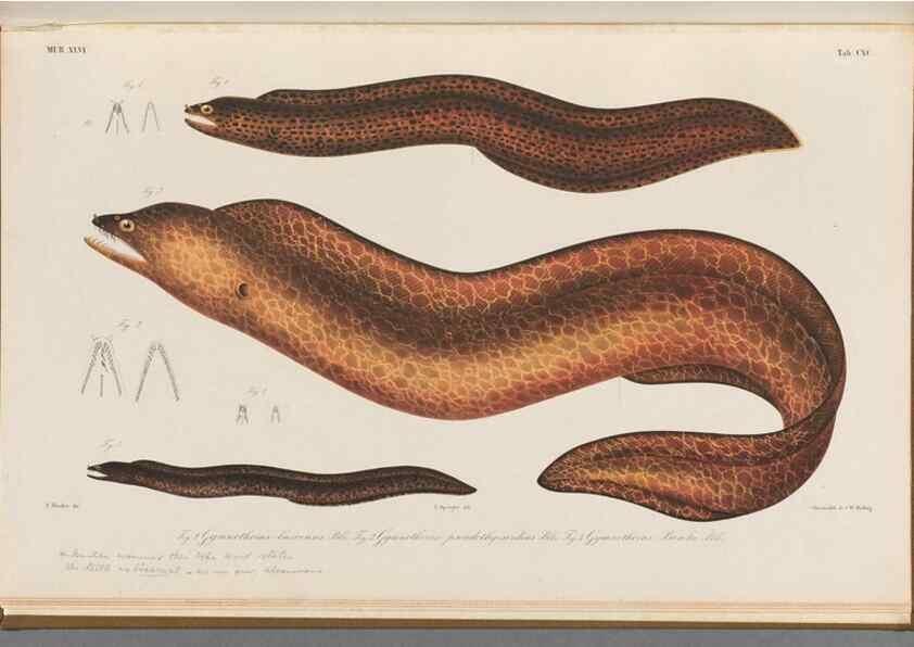 Reproducción/Reproduction 48942460692: Atlas ichthyologique des Indes orientales néêrlandaises :. Amsterdam :Frédéric Muller, editeur,1862-1878. 