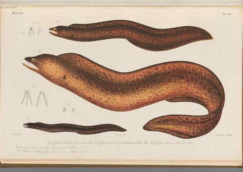 Reproducción/Reproduction 48942460692: Atlas ichthyologique des Indes orientales néêrlandaises :. Amsterdam :Frédéric Muller, editeur,1862-1878. 