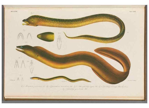 Reproducción/Reproduction 48941722443: Atlas ichthyologique des Indes orientales néêrlandaises :. Amsterdam :Frédéric Muller, editeur,1862-1878. 