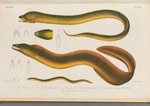 Reproducción/Reproduction 48941722443: Atlas ichthyologique des Indes orientales néêrlandaises :. Amsterdam :Frédéric Muller, editeur,1862-1878. 