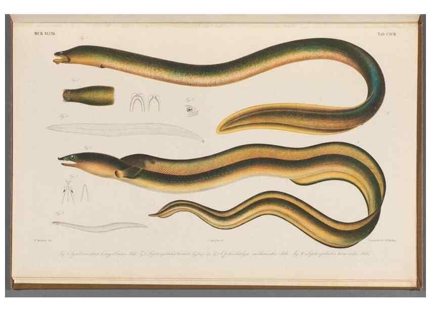 Reproducción/Reproduction 48942461462: Atlas ichthyologique des Indes orientales néêrlandaises :. Amsterdam :Frédéric Muller, editeur,1862-1878. 
