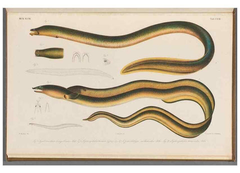 Reproducción/Reproduction 48942461462: Atlas ichthyologique des Indes orientales néêrlandaises :. Amsterdam :Frédéric Muller, editeur,1862-1878. 