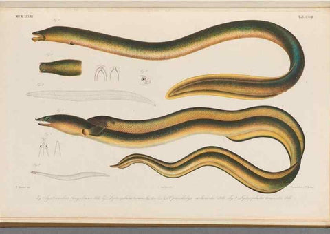 Reproducción/Reproduction 48942461462: Atlas ichthyologique des Indes orientales néêrlandaises :. Amsterdam :Frédéric Muller, editeur,1862-1878. 
