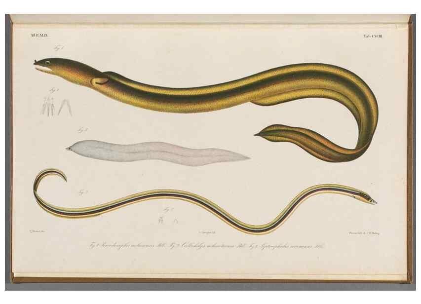 Reproducción/Reproduction 48942270641: Atlas ichthyologique des Indes orientales néêrlandaises :. Amsterdam :Frédéric Muller, editeur,1862-1878. 