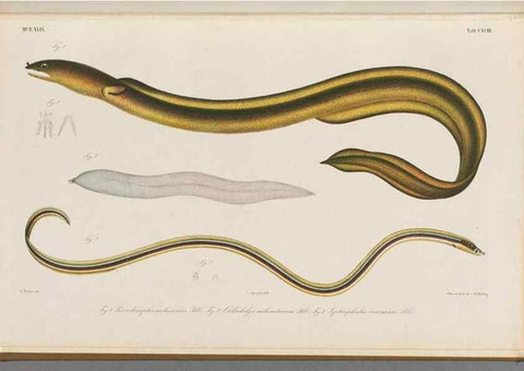 Reproducción/Reproduction 48942270641: Atlas ichthyologique des Indes orientales néêrlandaises :. Amsterdam :Frédéric Muller, editeur,1862-1878. 