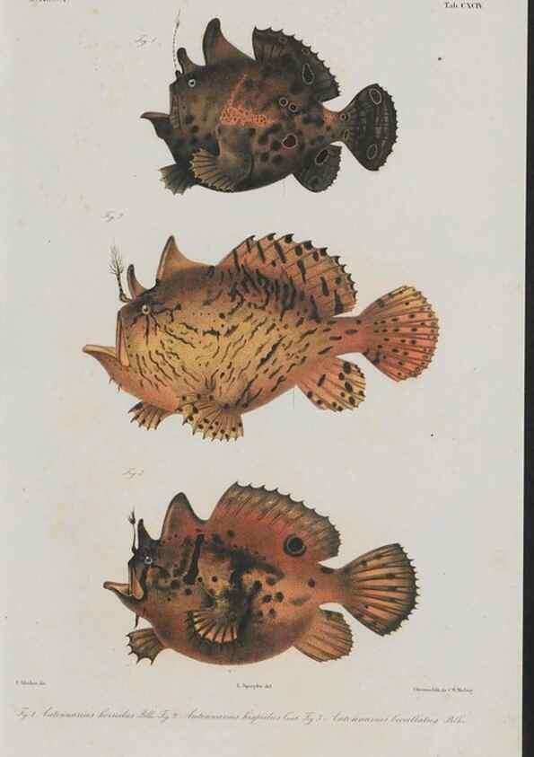 Reproducción/Reproduction 48942309521: Atlas ichthyologique des Indes orientales néêrlandaises :. Amsterdam :Frédéric Muller, editeur,1862-1878. 