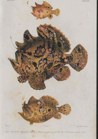 Reproducción/Reproduction 48941763628: Atlas ichthyologique des Indes orientales néêrlandaises :. Amsterdam :Frédéric Muller, editeur,1862-1878. 