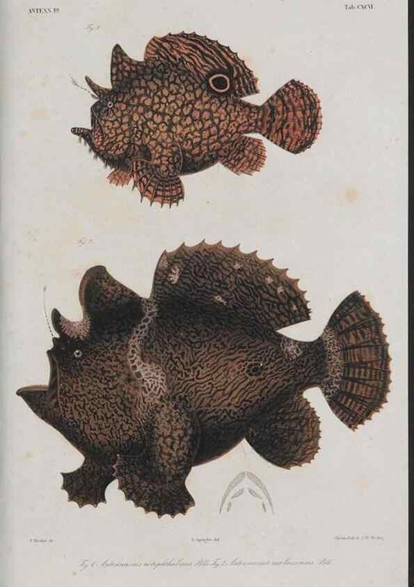 Reproducción/Reproduction 48942501657: Atlas ichthyologique des Indes orientales néêrlandaises :. Amsterdam :Frédéric Muller, editeur,1862-1878. 