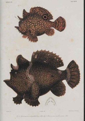 Reproducción/Reproduction 48942501657: Atlas ichthyologique des Indes orientales néêrlandaises :. Amsterdam :Frédéric Muller, editeur,1862-1878. 