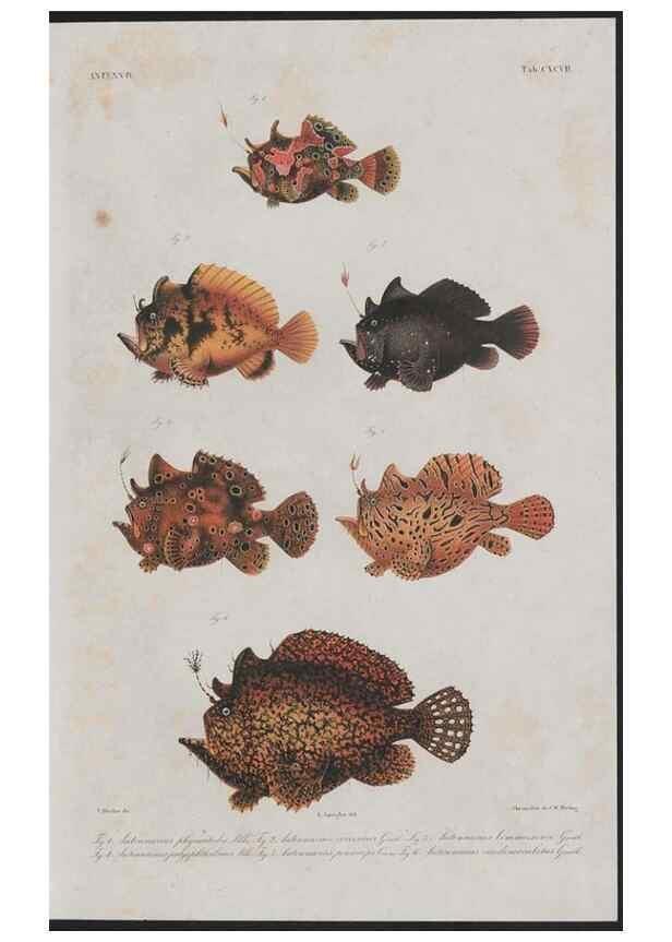 Reproducción/Reproduction 48942501967: Atlas ichthyologique des Indes orientales néêrlandaises :. Amsterdam :Frédéric Muller, editeur,1862-1878. 