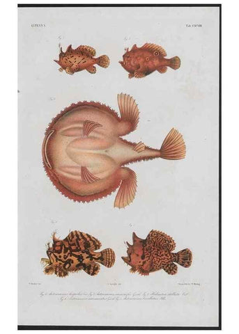 Reproducción/Reproduction 48941764623: Atlas ichthyologique des Indes orientales néêrlandaises :. Amsterdam :Frédéric Muller, editeur,1862-1878. 