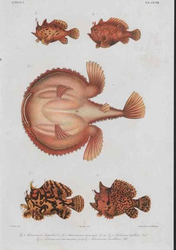 Reproducción/Reproduction 48941764623: Atlas ichthyologique des Indes orientales néêrlandaises :. Amsterdam :Frédéric Muller, editeur,1862-1878. 