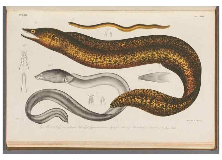Reproducción/Reproduction 48941720313: Atlas ichthyologique des Indes orientales néêrlandaises :. Amsterdam :Frédéric Muller, editeur,1862-1878. 